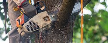 How Our Tree Care Process Works  in  Stevenson Ranch, CA