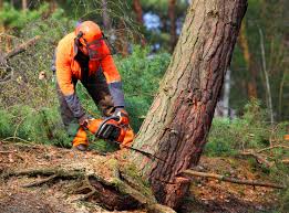 Best Tree Mulching  in Stevenson Ranch, CA