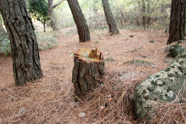 Best Emergency Tree Removal  in Stevenson Ranch, CA