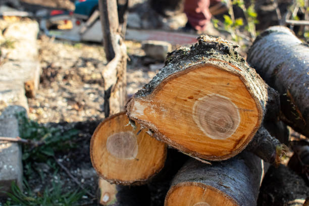 Best Tree and Shrub Care  in Stevenson Ranch, CA