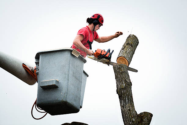 Best Firewood Processing and Delivery  in Stevenson Ranch, CA