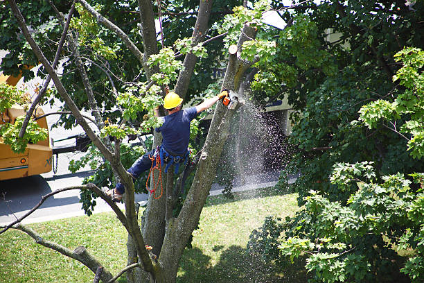 Best Lawn Maintenance Plans  in Stevenson Ranch, CA
