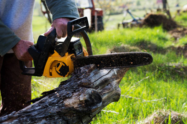 Best Grass Overseeding  in Stevenson Ranch, CA