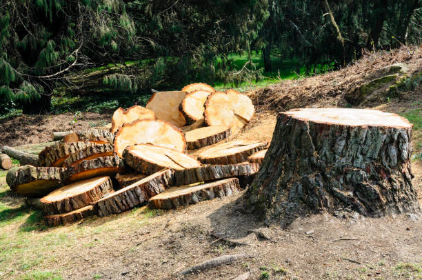 Stevenson Ranch, CA Tree Care Company